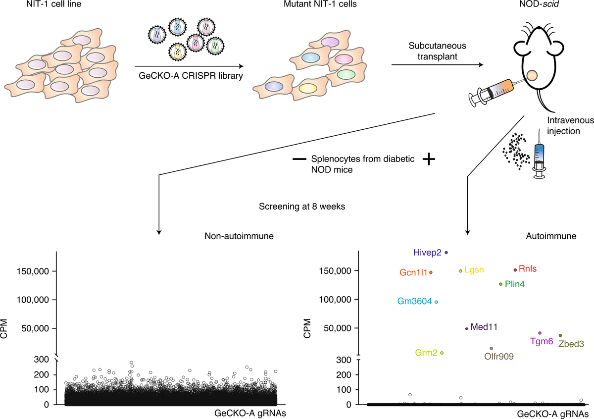 Diagram of an in vivo CRISPR screen for genes that protect beta cells from autoimmunity