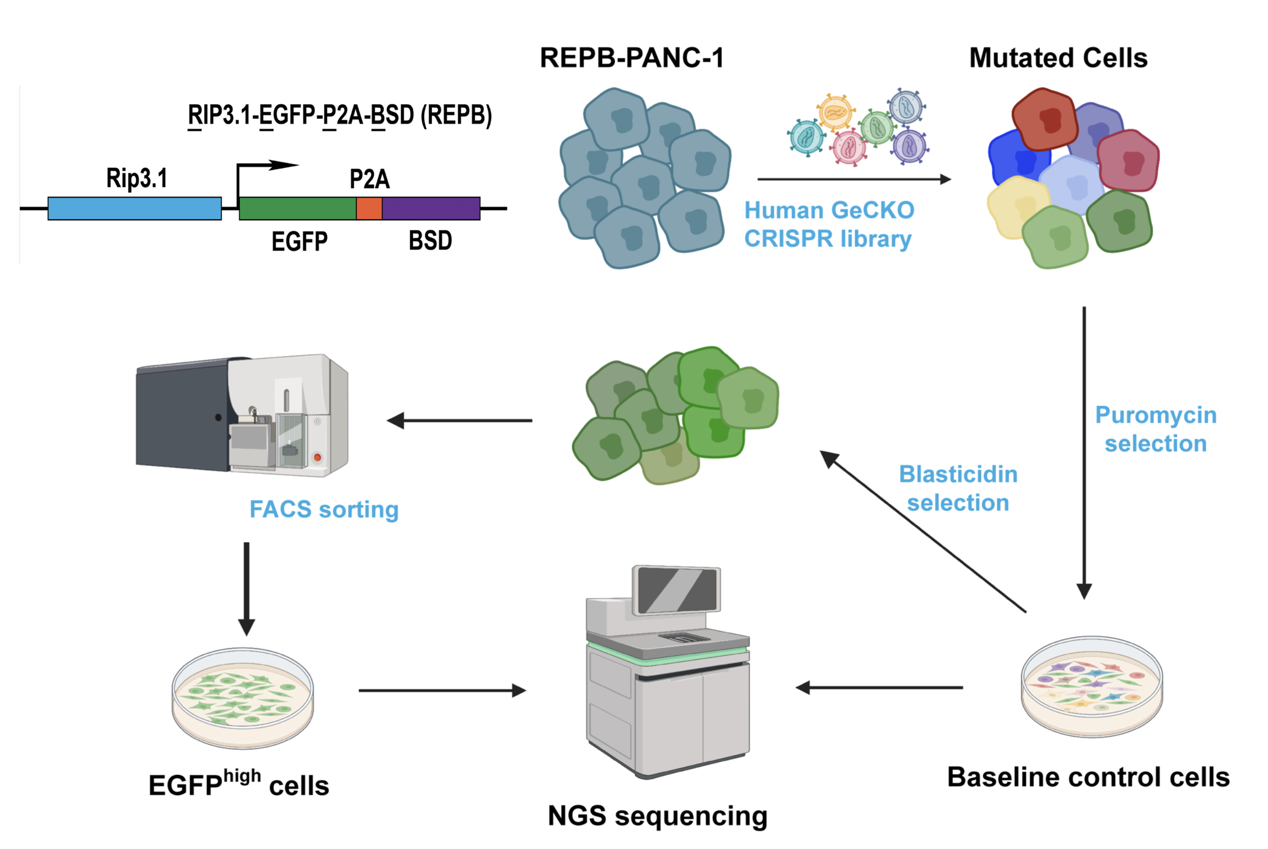 Genome-wide CRISPR screen for human pancreatic duct-cell transdifferentiation