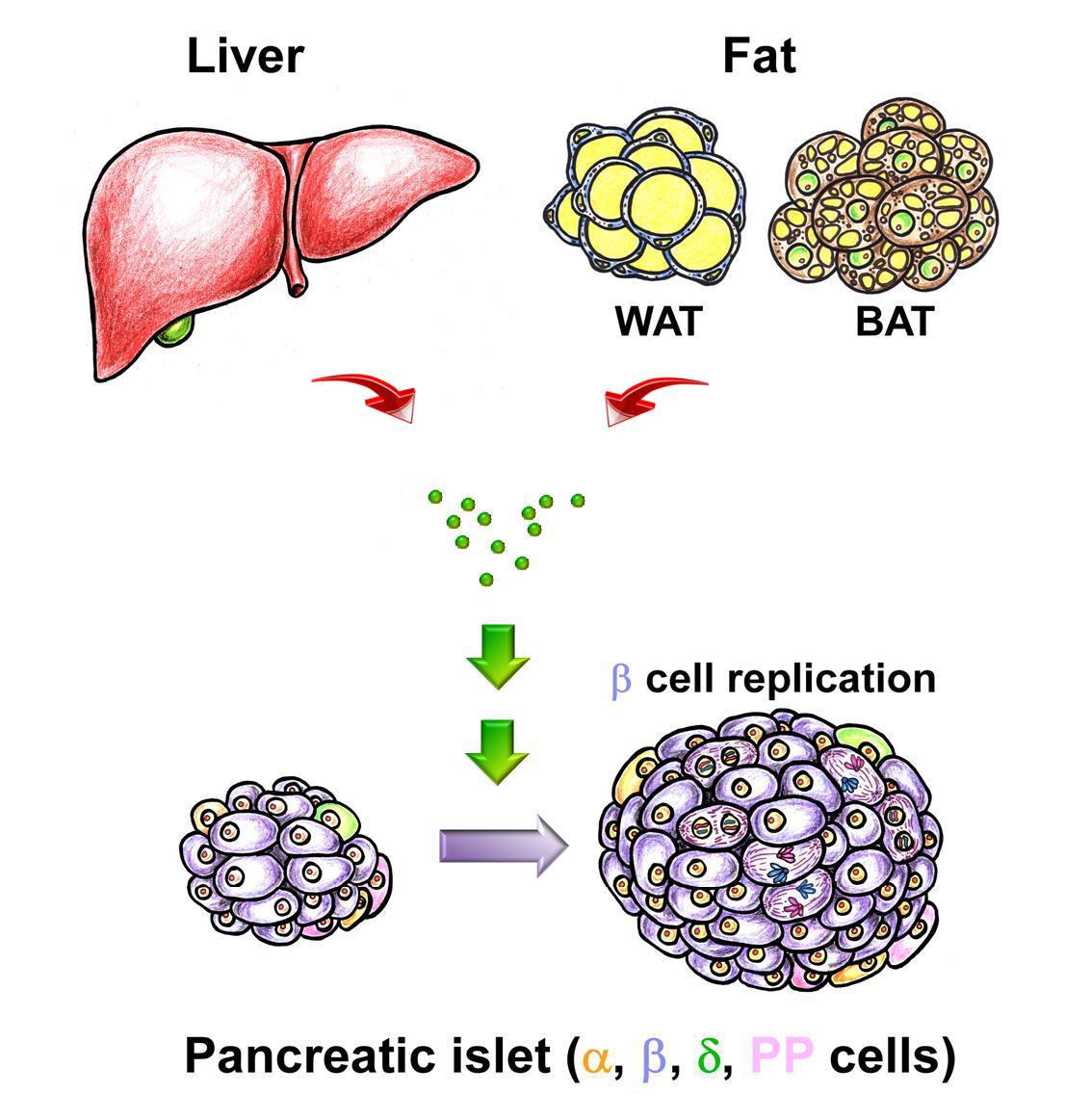 Pancreatic Islet with liver, WAT, BAT