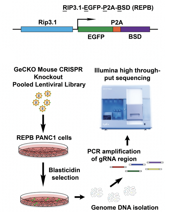 Genome DNA isolation diagram